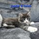 Jupiter Maine Coon kiscica