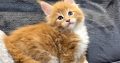 Jamison Maine Coon kiscica