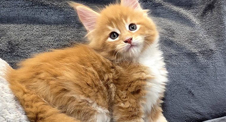 Jamison Maine Coon kiscica
