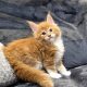 Jamison Maine Coon kiscica