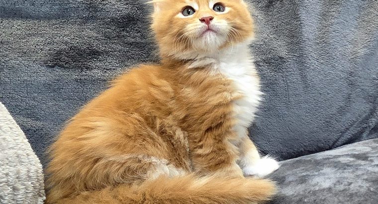 Jamison Maine Coon kiscica