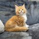 Jamison Maine Coon kiscica