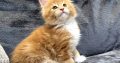 Jamison Maine Coon kiscica