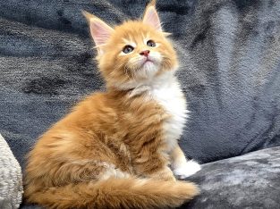 Jamison Maine Coon kiscica
