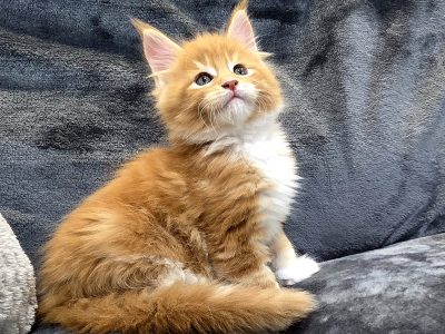 Jamison Maine Coon kiscica