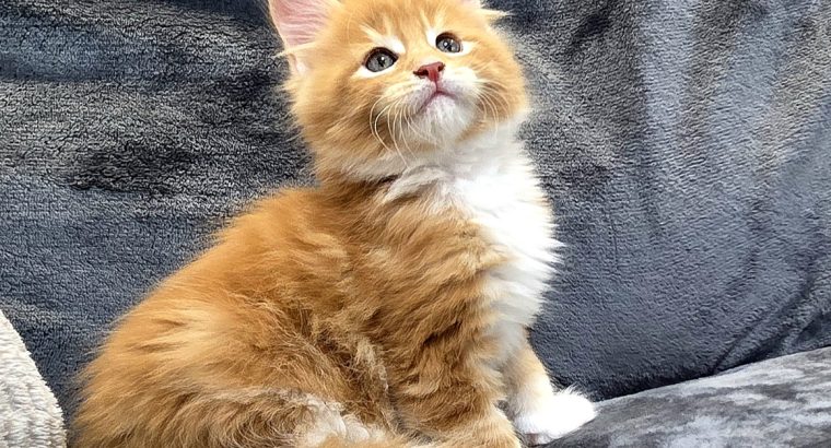 Jamison Maine Coon kiscica