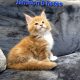 Jamison Maine Coon kiscica