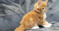 Jamison Maine Coon kiscica