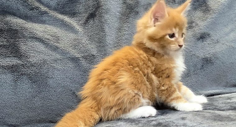 Jamison Maine Coon kiscica