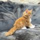 Jamison Maine Coon kiscica