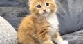 Jamison Maine Coon kiscica