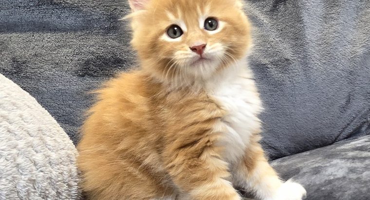 Jamison Maine Coon kiscica