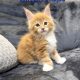 Jamison Maine Coon kiscica