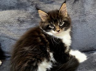 Jamina Maine Coon kiscica