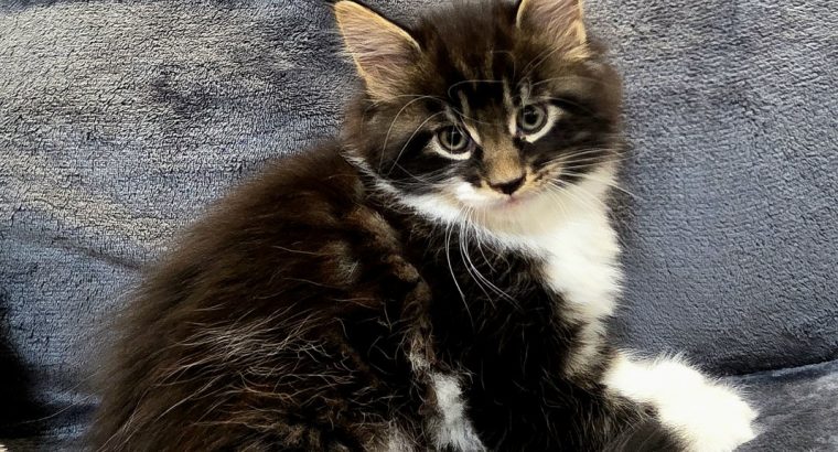 Jamina Maine Coon kiscica