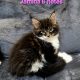 Jamina Maine Coon kiscica