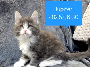 Jupiter Maine Coon kiscica