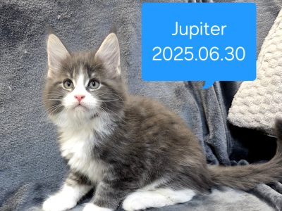 Jupiter Maine Coon kiscica