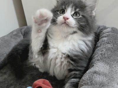 Jupiter Maine Coon kiscica