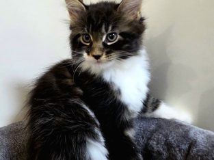 Jamina Maine Coon kiscica