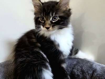 Jamina Maine Coon kiscica
