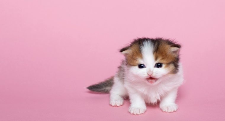 Blue Sapphire Cats Blueberry