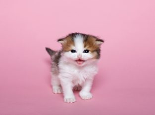 Blue Sapphire Cats Blueberry