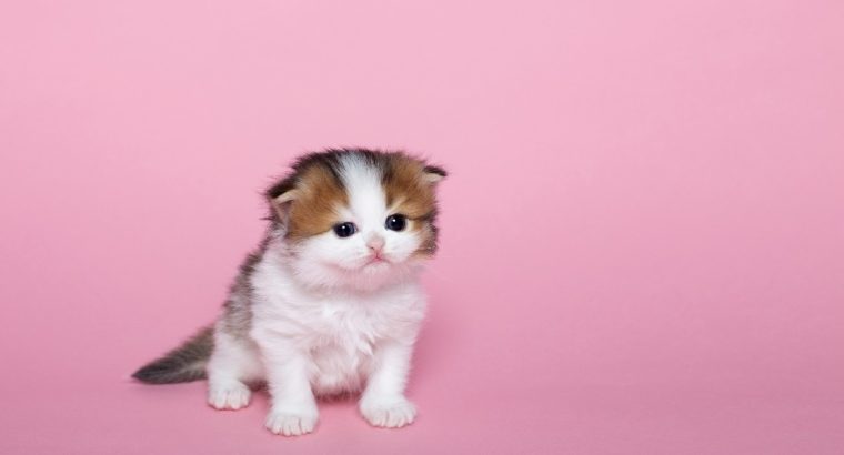Blue Sapphire Cats Blueberry