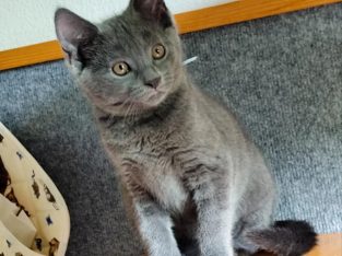 Karthauzi/chartreux kandúrka