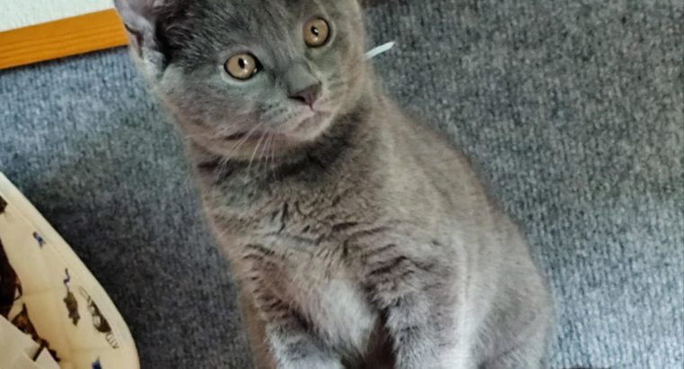 Karthauzi/chartreux kandúrka