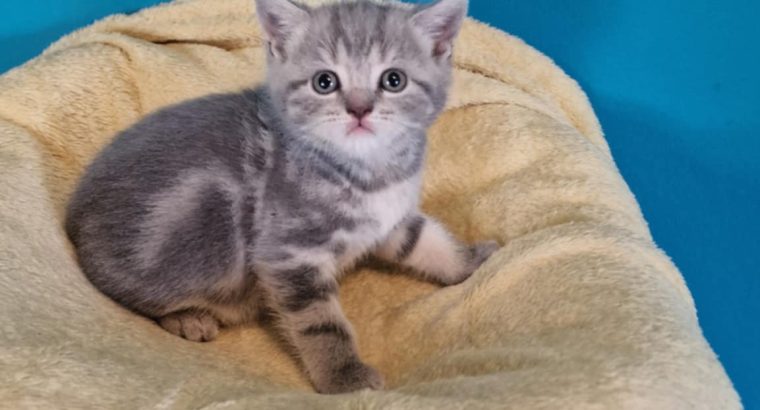 Brit rövidszőrű kék tabby