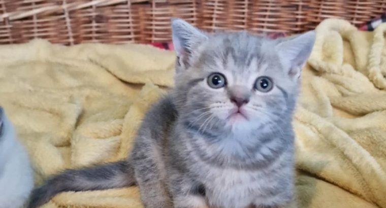Brit rövidszőrű kék tabby