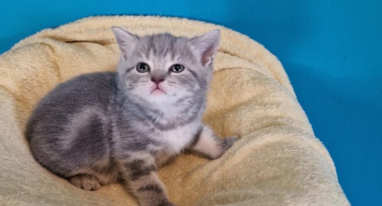 Brit rövidszőrű kék tabby
