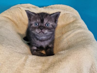 Brit rövidszőrű fekete-füst tabby