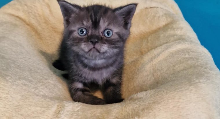 Brit rövidszőrű fekete-füst tabby