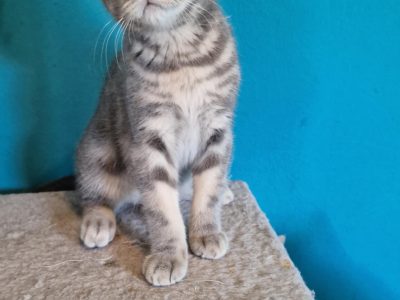 Brit rövidszőrű kék tabby