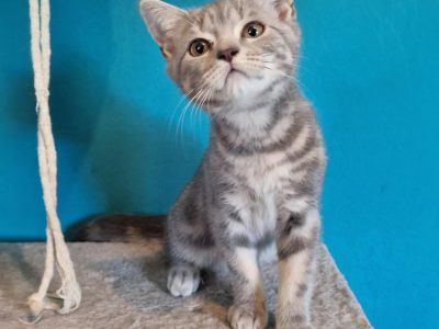 Brit rövidszőrű kék tabby