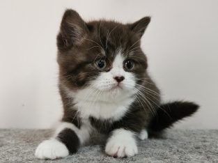 Csokoládé bicolour kandúrka