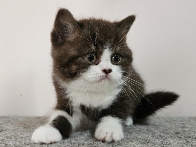 Csokoládé bicolour kandúrka
