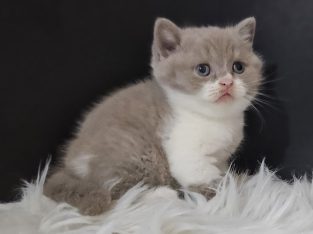 Lila bicolour kislány