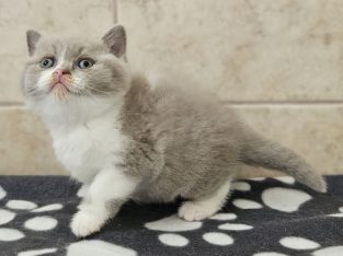 Lila bicolour kandúr
