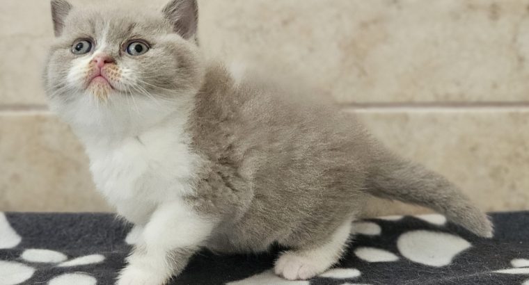 Lila bicolour kandúr