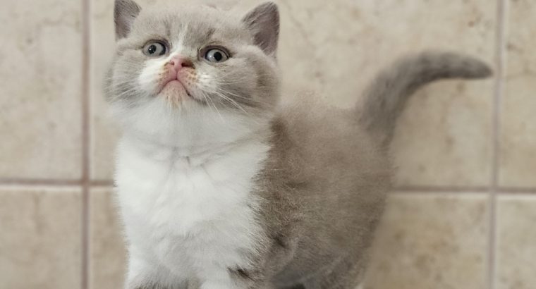 Lila bicolour kandúr