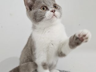 Lila bicolour kandúr