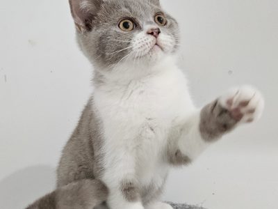 Lila bicolour kandúr