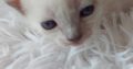 Blue point thai cicus