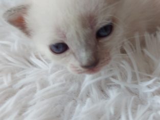 Blue point thai cicus