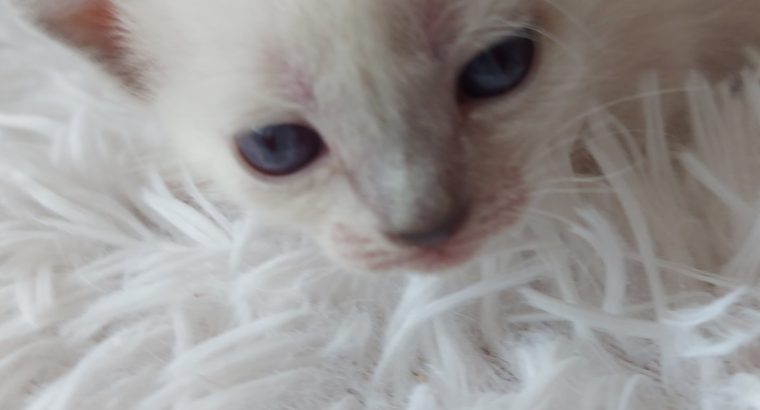 Blue point thai cicus