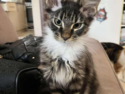 Aurelia