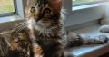 Tündéri maine coon kislány